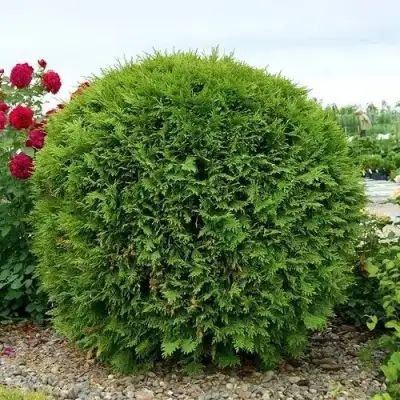 Туя ВУДВАРДИ западная в Солигорске