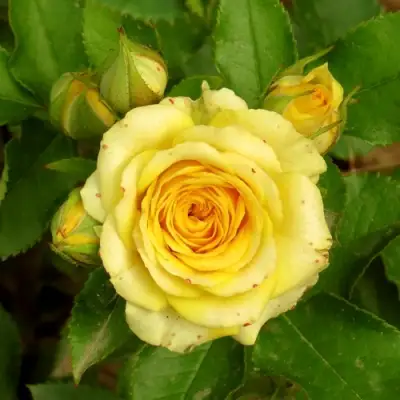 Роза САН СИТИ спрей в Солигорске