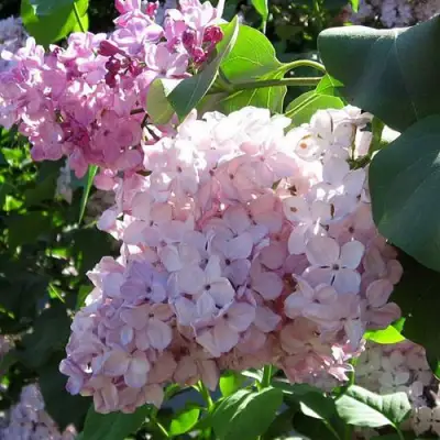 Сирень ГОРТЕНЗИЯ в Солигорске