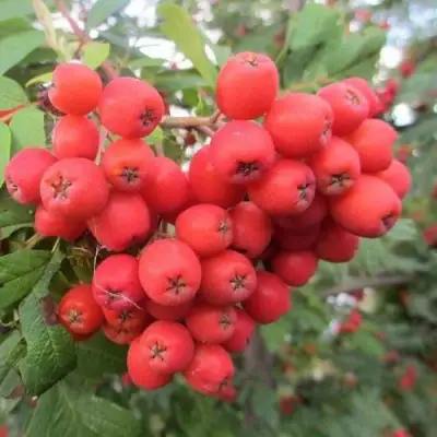 Рябина НЕВЕЖИНСКАЯ сладкоплодная в Солигорске