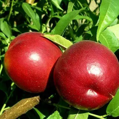 Нектарин НЕКТАРЕД-4 в Солигорске