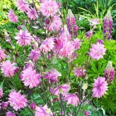 Аквилегия БАРЛОУ ПИНК гибрид МакКаны в Солигорске