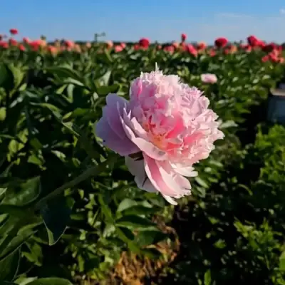 Пион ИМПЕРАТОРСКАЯ НАЛОЖНИЦА древовидный в Солигорске