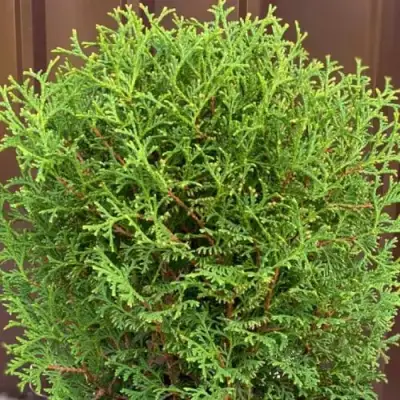 Туя ХОЗЕРИ западная в Солигорске