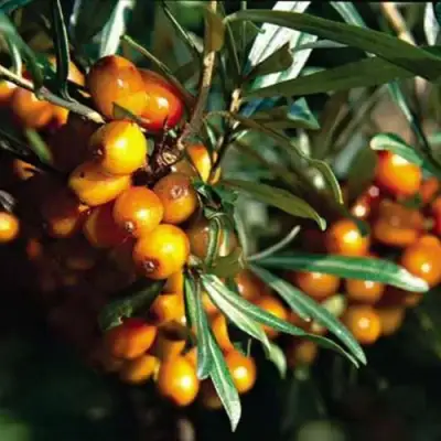 Облепиха ДАР КАЗАКОВУ в Солигорске