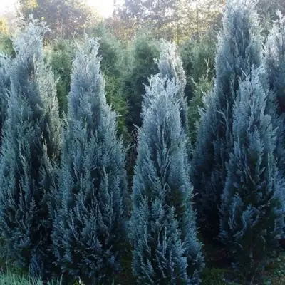 Кипарисовик ДАРТС БЛЮ РИББОН лавсона в Солигорске