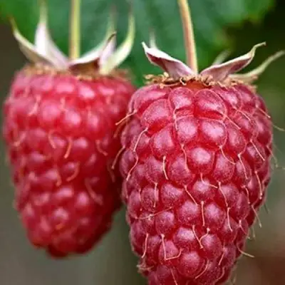 Малина РУБИНОВОЕ ОЖЕРЕЛЬЕ в Солигорске