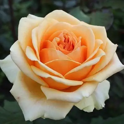 Роза ГЕЙША чайно-гибридная в Солигорске