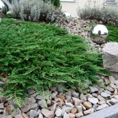 Можжевельник ПРИНЦ ОФ УЭЛЬС горизонтальный в Солигорске