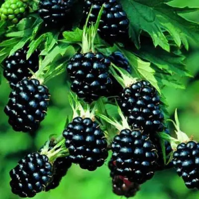 Ежевика КИТАНИНИ бесшипная  в Солигорске