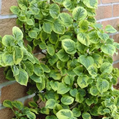 Гортензия МИРАНДА черешковая в Солигорске