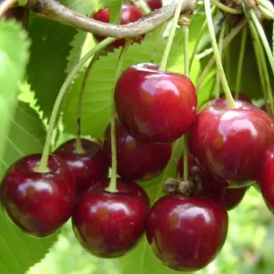 Вишня ХАРИТОНОВСКАЯ в Солигорске