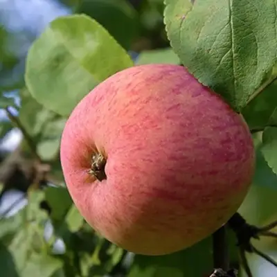 Яблоня МЕЛБА в Солигорске