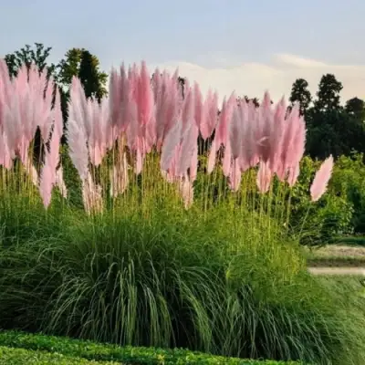 Кортадерия розовая (пампасная трава) в Солигорске