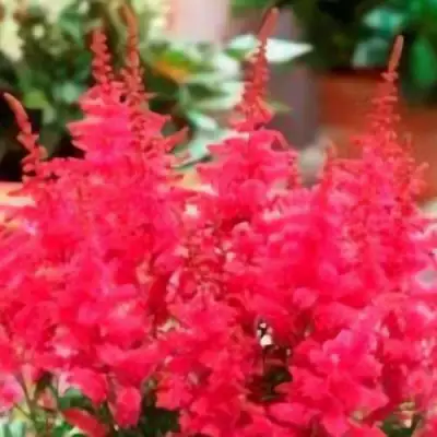 Астильба ЮНИК КАРМИН гибридная в Солигорске