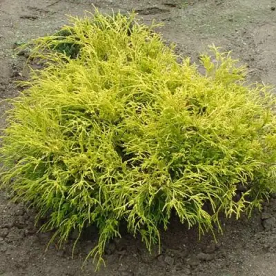 Кипарисовик ГОЛДЕН МОП горохоплодный в Солигорске