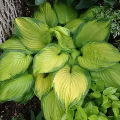 Хоста СТЕЙНД ГЛАСС гибридная в Солигорске