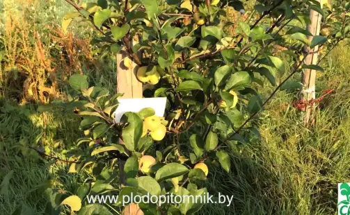 Превью видео