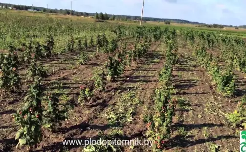 Превью видео