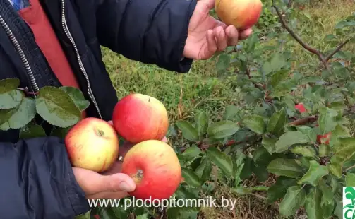 Превью видео