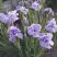 Ирис ИМПЕРИАЛ ОПАЛ сибирский в Солигорске