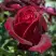 Роза ПАПА МЕЙЯН чайно-гибридная в Солигорске