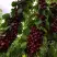 Черешня ХЕЛЕНА колоновидная в Солигорске