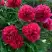 Пион БЕЛГРАВИЯ травянистый в Солигорске