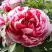 Пион РЕД ВИЗ ПИНК древовидный в Солигорске