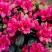 Азалия КАНЗОНЕТТА японская в Солигорске