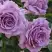 Роза ЛАВ СОНГ флорибунда в Солигорске