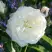 Роза АЛАБАСТЕР флорибунда в Солигорске