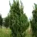 Можжевельник КАЙЗУКА китайский в Солигорске