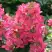 Гортензия МЕГА МИНДИ метельчатая в Солигорске