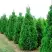 Туя СПИРАЛИС западная в Солигорске