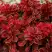 Барбарис РЕД ХОТ ЧИЛИ тунберга в Солигорске