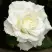 Роза МОНДИАЛЬ чайно-гибридная в Солигорске