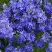 Вероника РОЯЛ БЛЮ большая в Солигорске