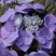 Гортензия БЛАУМАЙС (БЛАУМАЙЗЕ) крупнолистная в Солигорске