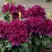 Рододендрон КАЛИ в Солигорске