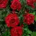 Роза РЕД ИНТУИШН чайно-гибридная в Солигорске