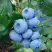 Голубика ТОРО в Солигорске