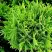 Туя ДАНИКА западная в Солигорске
