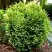 Туя ВОТЕРФИЛД западная в Солигорске
