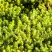 Очиток (седум) ЙЕЛЛОУ КВИН едкий в Солигорске