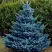 Ель МАДЖЕСТИК БЛЮ колючая в Солигорске