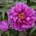 Пион ЛИЛОВАЯ ФАНТАЗИЯ древовидный в Солигорске