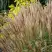 Мискантус КЛЯЙН СИЛЬБЕРСПАЙН китайский  в Солигорске