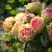 Роза ПИТАХАЙЯ чайно-гибридная в Солигорске