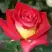 Роза ФРЕНДШИП чайно-гибридная в Солигорске
